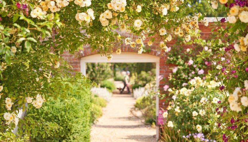 Rose season at Mottisfont